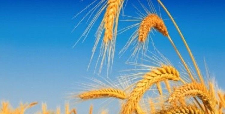 Rüyada ekin  görmek