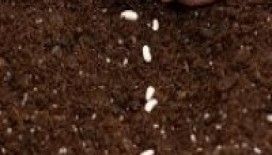 Rüyada ekin ekmek görmek