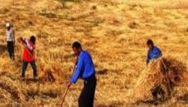 Rüyada ekin biçmek görmek