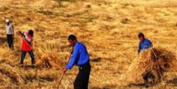 Rüyada ekin biçmek görmek