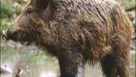 Rüyada domuz görmek