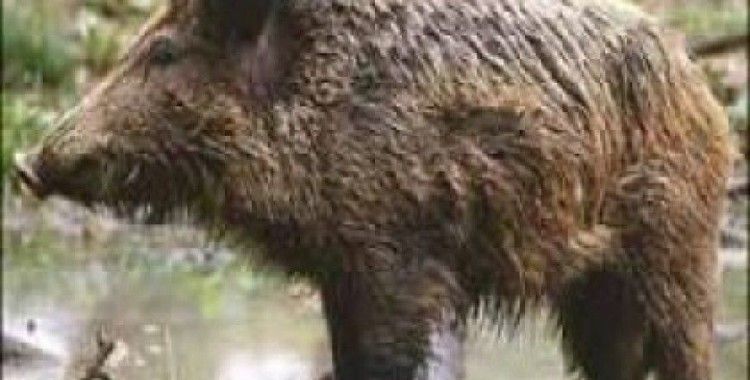 Rüyada domuz görmek