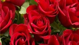 Rüyada gül ağacı görmek