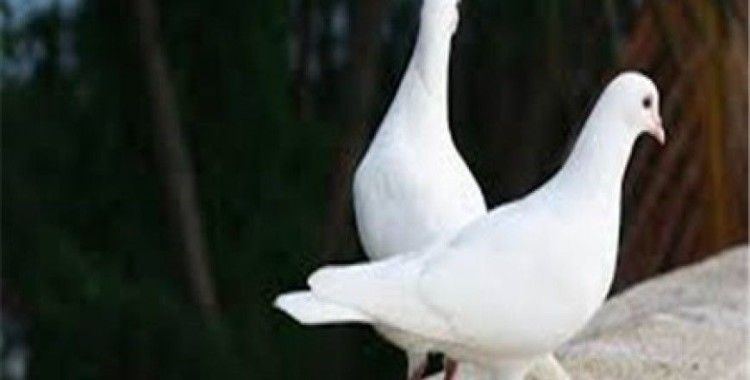 Rüyada güvercin görmek