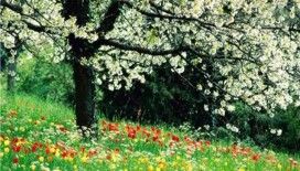 Rüyada ilkbahar görmek