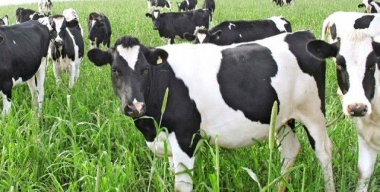 Rüyada inek görmek