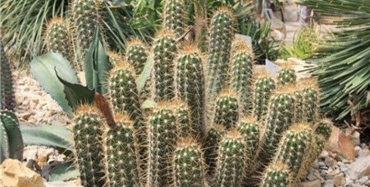 Rüyada kaktüs görmek