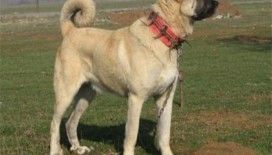Rüyada kangal görmek