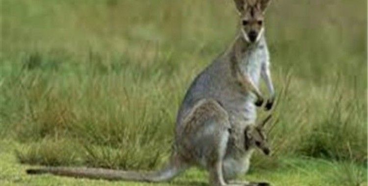 Rüyada kanguru görmek