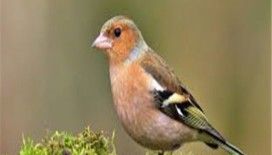 Rüyada ispinoz kuşu görmek