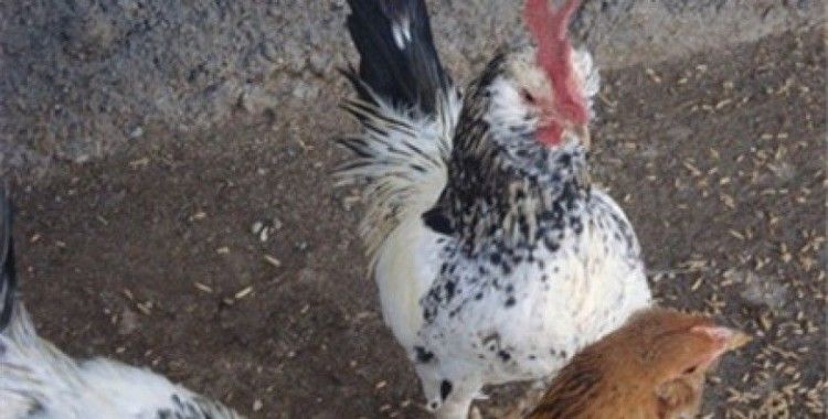 Rüyada ispenç tavuğu görmek