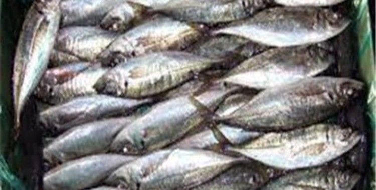 Rüyada istavrit balığı görmek