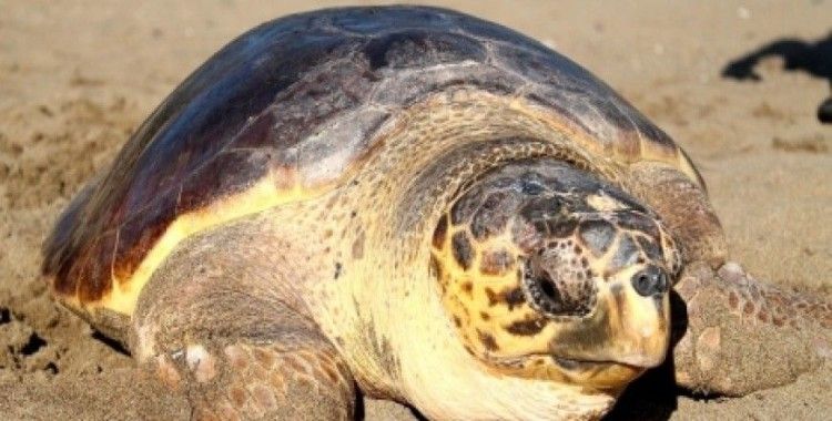 Rüyada kaplumbağa görmek