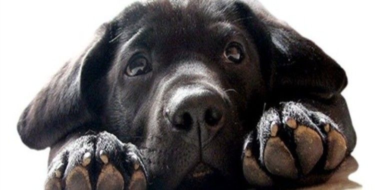 Rüyada kara köpek görmek