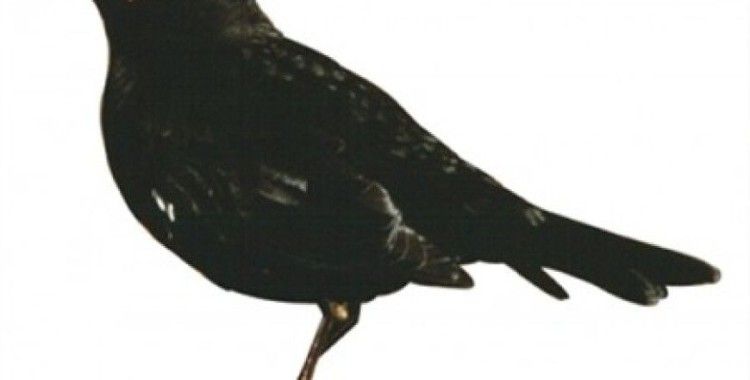 Rüyada kara kuş görmek