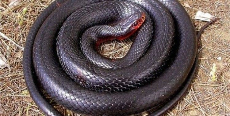 Rüyada kara yılan görmek