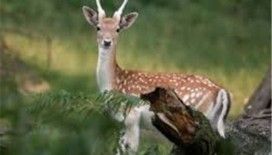 Rüyada karaca görmek