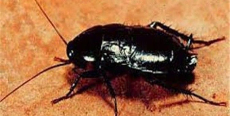 Rüyada karafatma görmek