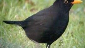 Rüyada karatavuk görmek