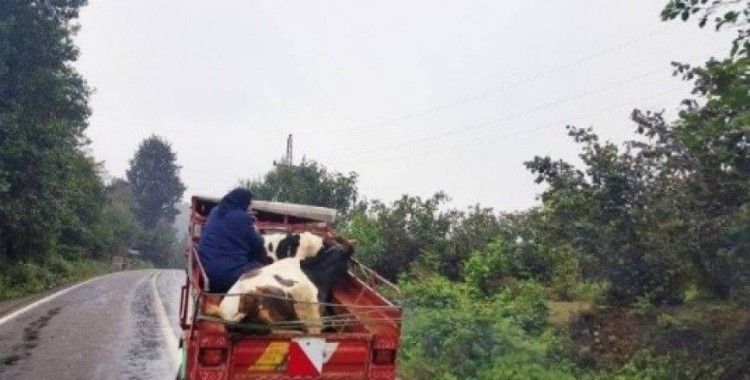 Patpatta ineklerle tehlikeli yolculuk