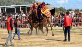 Söke'de sezonun ilk Deve Güreşini 3 bin kişi izledi