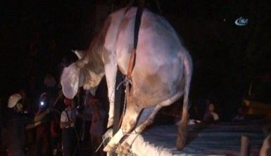 Havalandırma boşluğuna düşen boğa vinçle kurtarıldı