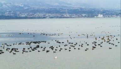 İzmit Körfezi kuş cenneti haline geliyor