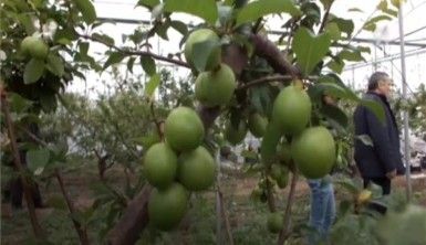 Silifke'de ilk erik hasadı yapıldı