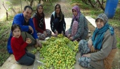 Yılın ilk örtü altı kayısı hasadı yapıldı