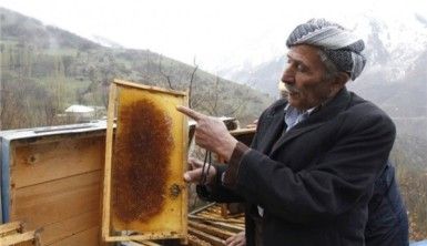 Arı ölümleri arıcıları zor durumda bıraktı