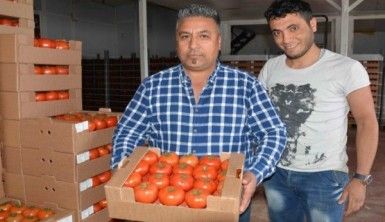 Domates üreticinin yüzünü güldürdü