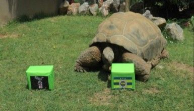 Tuki'den derbi tahmini