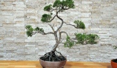 Huzur veren uğraş, Bonsai