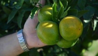 Erkenci mandalina tüccardan ilgi bekliyor