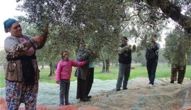 Zeytin çiftçinin yüzünü güldürdü