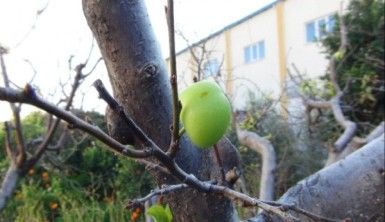 Havalar bitki ve ağaçları da şaşırttı