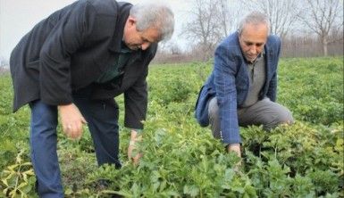 Kereviz para etmeyince tarlada kaldı