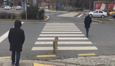 Köpek kırmızı ışıkta bekledi, yaya geçti