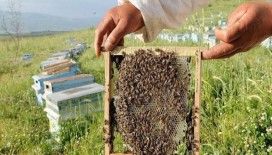 Bal araştırma projelerine 60 milyon lira destek