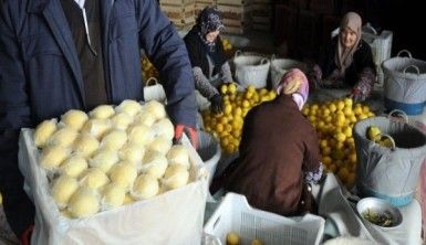 Limon değerleneceği güne kadar yatakta