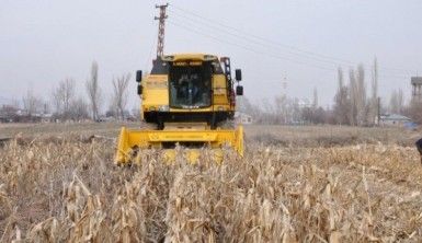 Şubat ayında mısır hasadı