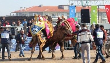 Sahne pehlivan develerindi