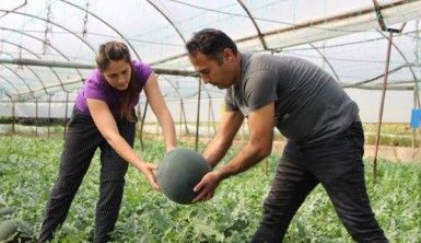 Sofralar şenlenecek, yerli karpuz çıkıyor