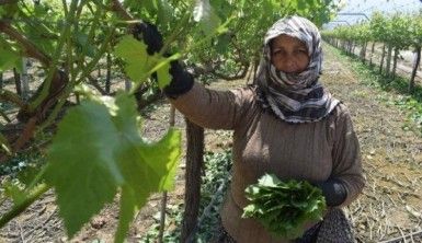 Asma yaprağı kadınların geçim kapısı oldu