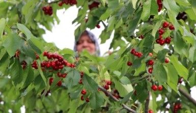 Erkenci kirazlar dalları bastı