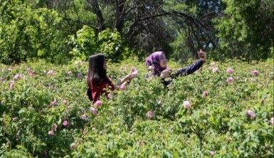 Gül bahçeleriyle turist rekoru kırdı