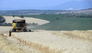 Buğday hasadı başladı