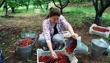 Kirazda fiyat düştü