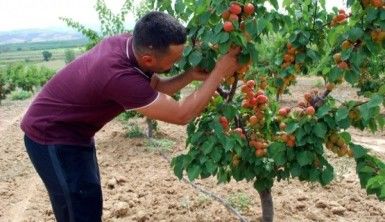 Kayısı beklentiyi karşılamadı