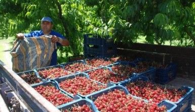 Kiraz fiyatlarında düşüş